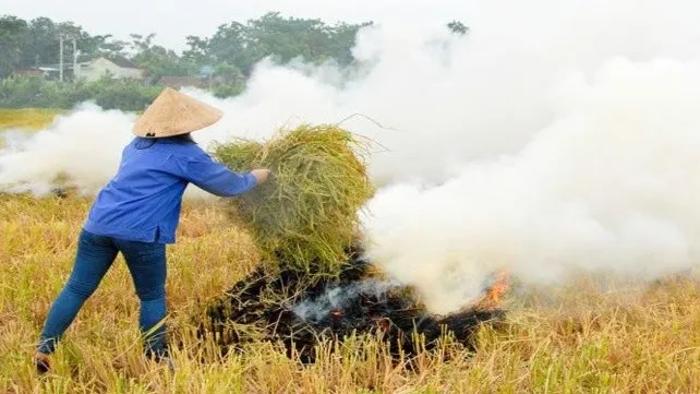 xử lý rơm rạ sau thu hoạch