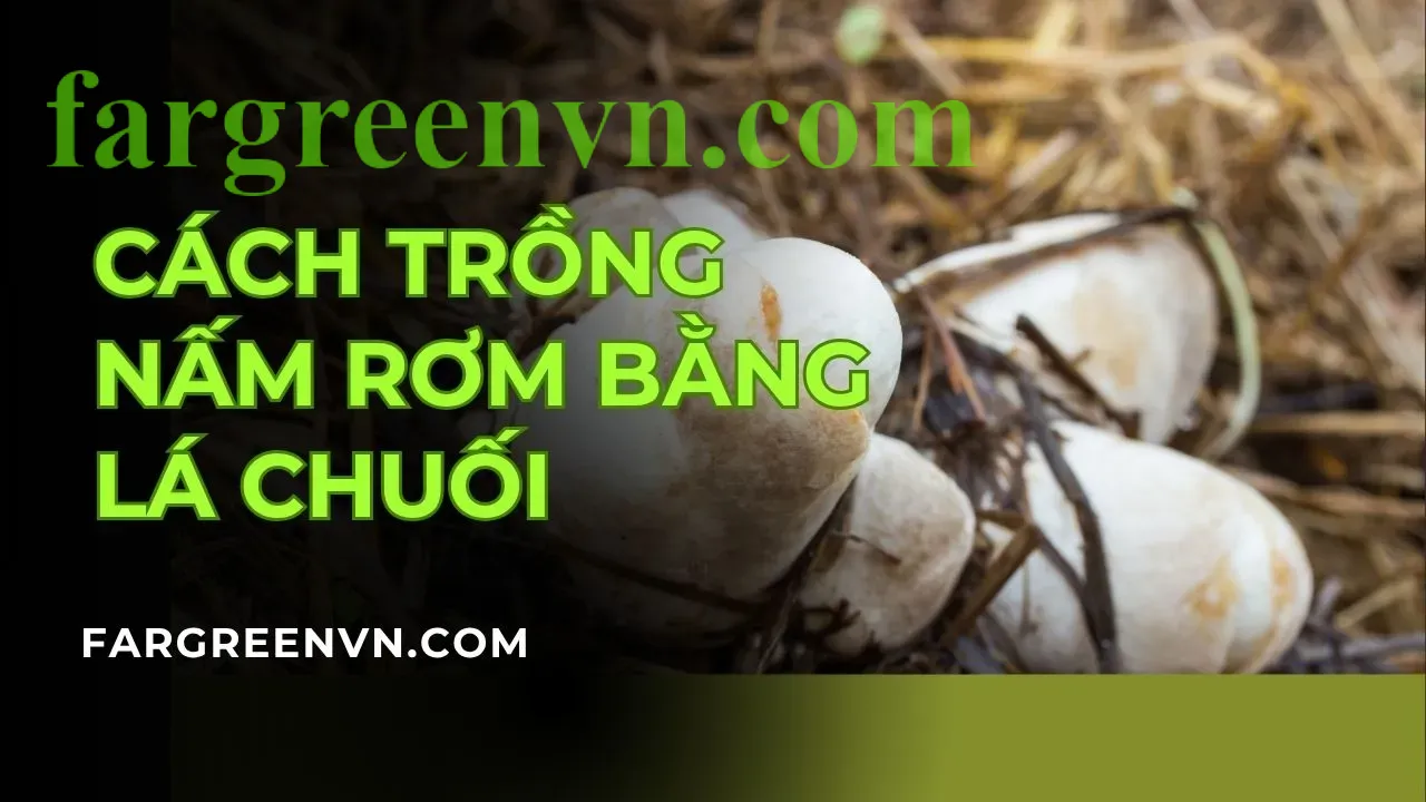 cach-trong-nam-rom-bang-la-chuoi cách trồng nấm rơm bằng lá chuối